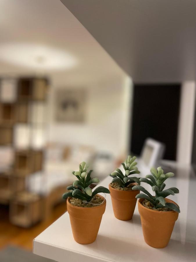 בראשוב Tampa Residence מראה חיצוני תמונה